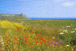 wpe22333.gif (33998 Byte)