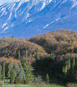 wpeF3.jpg (14018 Byte)