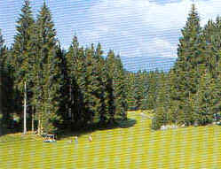 wpe1F.jpg (10636 Byte)